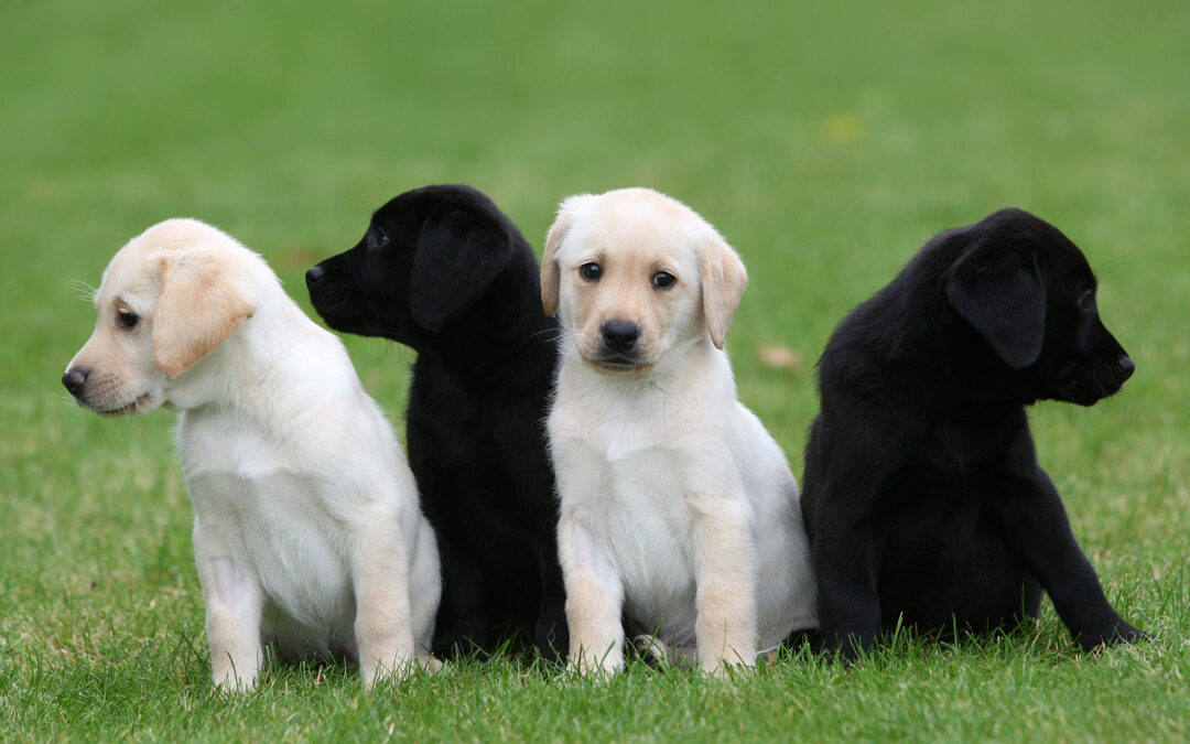 Guide Dogs